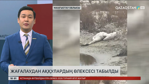 Маңғыстауда жағалаудан аққулардың өлексесі табылды