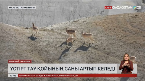 Маңғыстауда Үстірт тау қойы көбейіп келеді