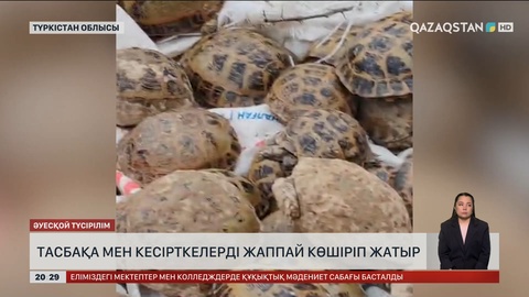 Түркістан облысында тасбақа мен кесірткелерді жаппай көшіріп жатыр