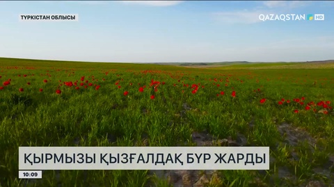 Түркістан облысында қырмызы қызғалдақ бүр жарды   