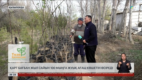 Қарт бағбан жыл сайын 100 мыңға жуық ағаш көшетін өсіреді