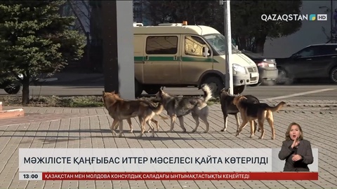 Мәжілісте қаңғыбас иттер мәселесі қайта көтерілді