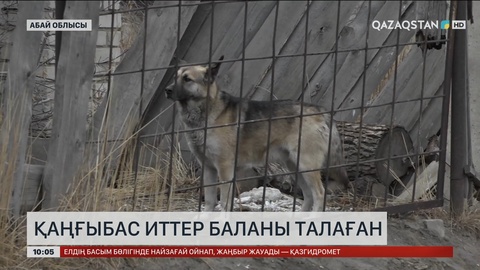 Семейде қаңғыбас иттер баланы талаған