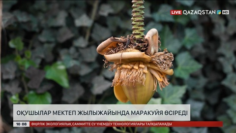 Шымкенттік оқушылар мектеп жылыжайында маракуйя өсіреді