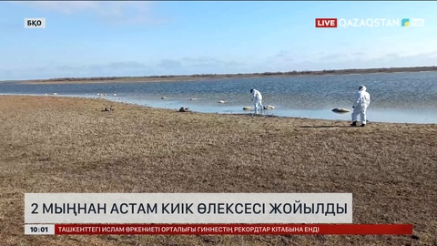 БҚО-да  2 мыңнан астам киік өлексесі жойылды
