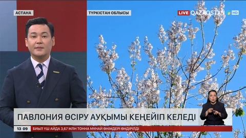 Түркістан облысында павлония өсіру үрдіске айналып келеді
