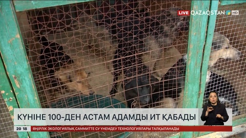 Күніне 100-ден астам адамды ит қабады 