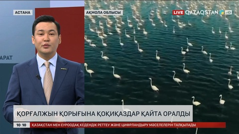  Қорғалжын қорығына қоқиқаздар қайта оралды