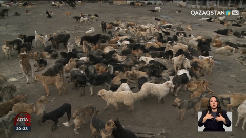 Бұралқы иттерге қатысты жаңа түзетулер: Жазалау ма, реттеу ме?