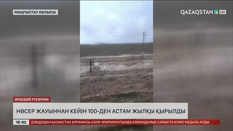 Маңғыстауда нөсер жауыннан кейін 100-ден астам жылқы батпаққа батып өлген