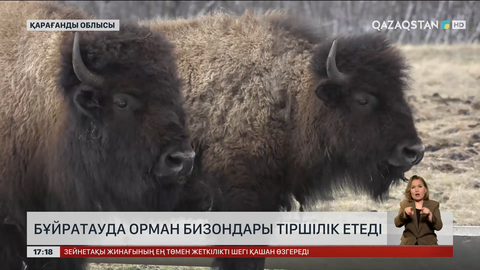 Бұйратауды бизондар әбден жерсінген