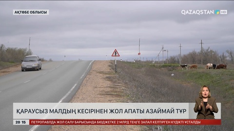 Ақтөбе облысында қараусыз малдың кесірінен  жол апаты азаймай тұр