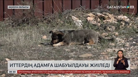 Иттердің адамға шабуылдауы жиіледі