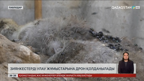 Зиянкестерді улау жұмыстарына дрон қолданылады