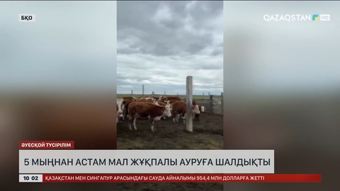 Батыс Қазақстан облысында 5 мыңнан астам мал жұқпалы ауруға шалдықты
