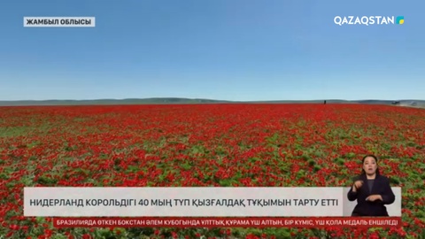 Нидерланд Корольдігі 40 мың түп қызғалдақ тұқымын сыйлады 
