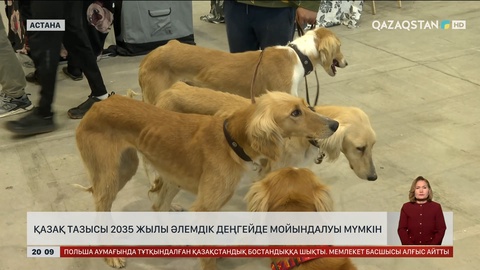 Қазақ тазысы 2035 жылы әлемдік деңгейде мойындалуы мүмкін