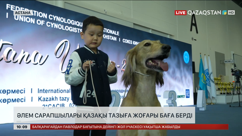 Әлем сарапшылары қазақы тазыға жоғары баға берді