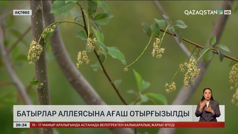 Батырлар аллеясына ағаш отырғызылды