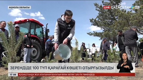 Зеренді ауылында жүзден аса көшет екті