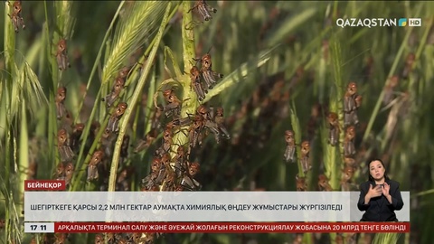 2,2 млн гектар жердегі шегірткені улайды