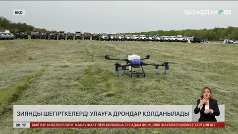 Зиянды шегірткелерді улауға дрондар қолданылады