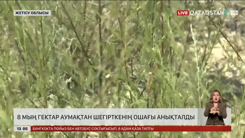 Жетісу облысында шегіртке ошақтары анықталды