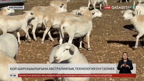 Қой шаруашылығына австралиялық технология енгізілмек