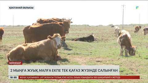 Қамысты ауданында 2 мыңға жуық малға екпе тек қағаз жүзінде салынған