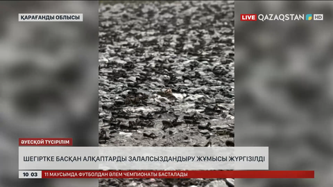 Қарағанды облысында шегіртке басқан алқаптарды залалсыздандыру жұмыстары жүргізілді