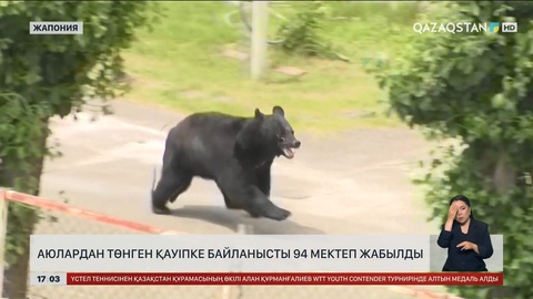 Жапонияда аюлардың шабуылы жиілеп кетті