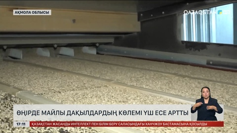 Ақмола облысында майлы дақылды үш есе көп екті