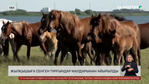 Жылқышыға сенген халық малынан айырылған