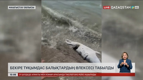 Маңғыстауда теңіз жағасына бекіре тұқымдас балықтардың өлексесі қалқып шыққан
