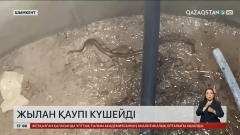 Шымкентте жылан қаптап кетті