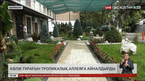 Шымкентте көлік тұрағының орнына пальма өсіріп қойды