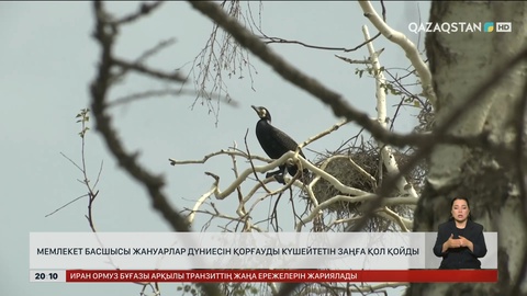 Мемлекет басшысы жануарлар дүниесін қорғауды күшейтетін Заңға қол қойды