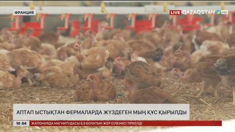 Францияда аптап ыстықтан фермаларда жүздеген мың тауық қырылды