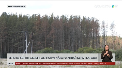 Зеренді көлінің жиегіндегі қарағайлар жаппай қурап барады 