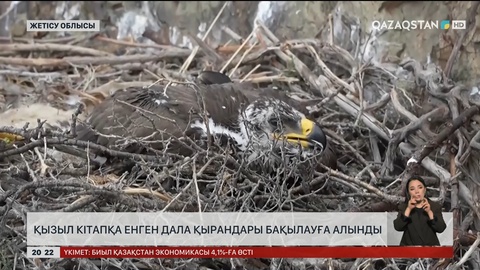 Қызыл кітапқа енген дала қырандары бақылауға алынды