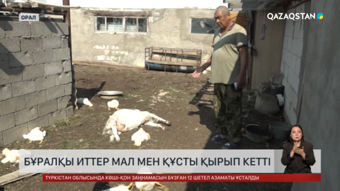 Оралда бұралқы иттер мал мен құсты қырып кетті