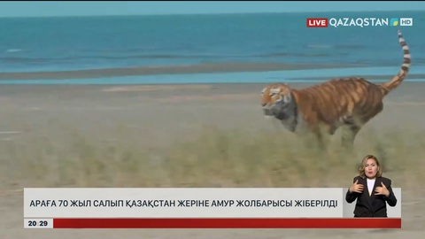  Араға 70 жыл салып қазақстан жеріне амур жолбарысы жіберілді