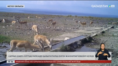«Алтын-Емел» ұлттық паркінде Қызыл кітапқа енген жануарлар көбейіп келеді