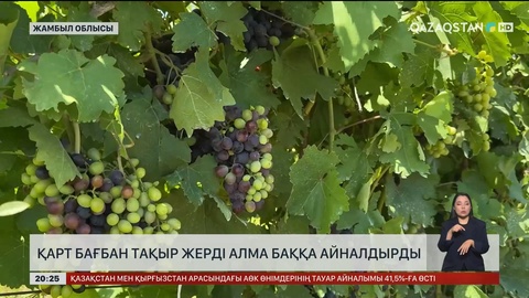 Қарт бағбан тақыр жерді алма баққа айналдырды  