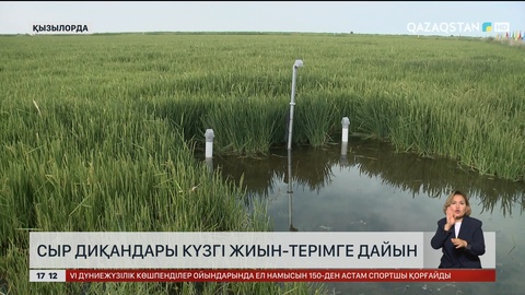 Сыр диқандары күзгі жиын-терімге дайын