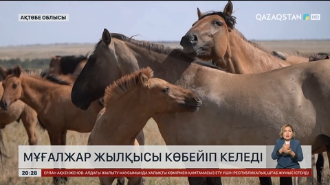  Елімізде Мұғалжар жылқысы көбейіп келеді