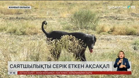 Жамбыл облысында ресми тіркелген 600-дей тазы бар