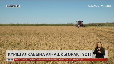Қызылордалық диқандар күріш ора бастады