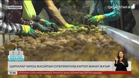 Павлодарлық фермерлер чипсы картобын жинай бастады