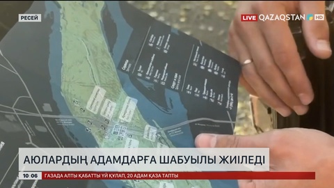 Ресейде аюлардың адамдарға шабуылы жиіледі